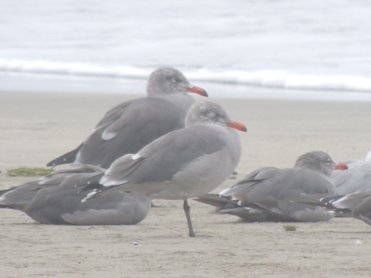 Gaviota Mexicana - ML482372161