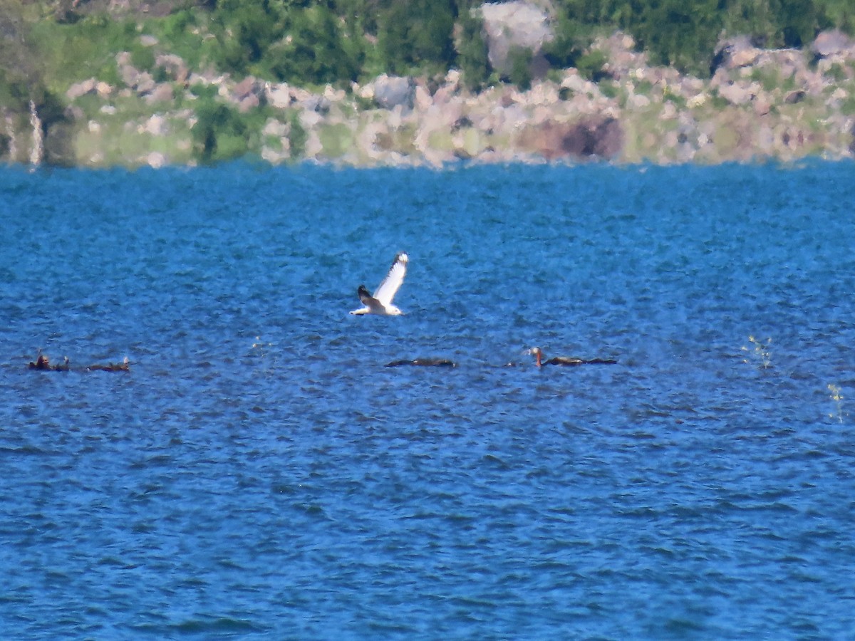 Andean Gull - ML482372221