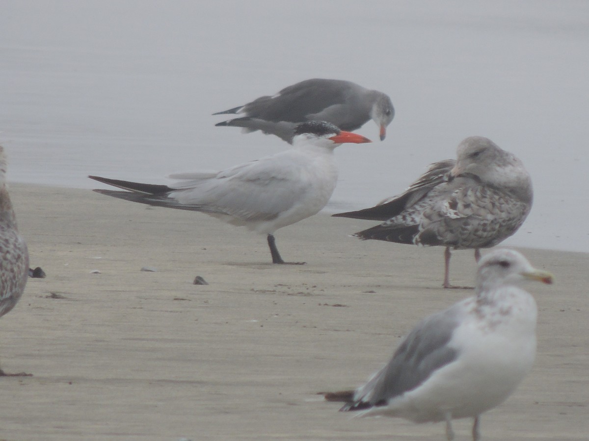 Caspian Tern - ML482372391