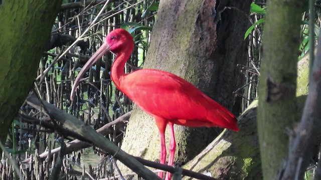 ibis rudý - ML482372991
