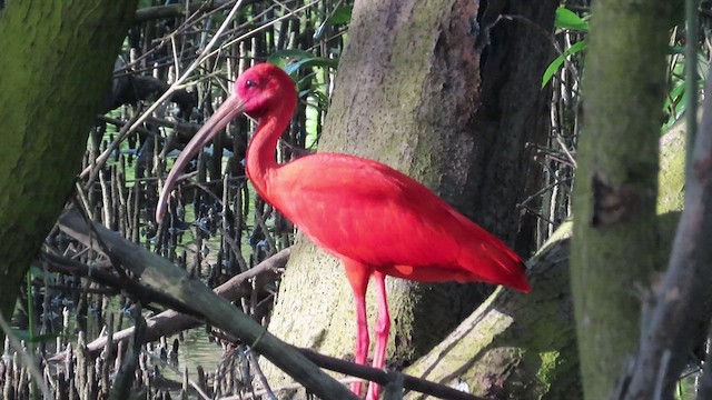 Scarlet Ibis - ML482372991