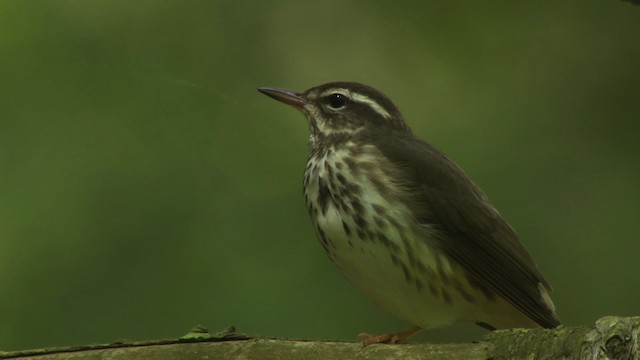 Louisiana Waterthrush - ML482373