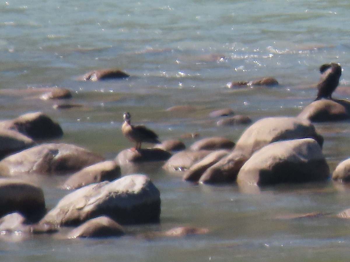 Spectacled Duck - ML482373211