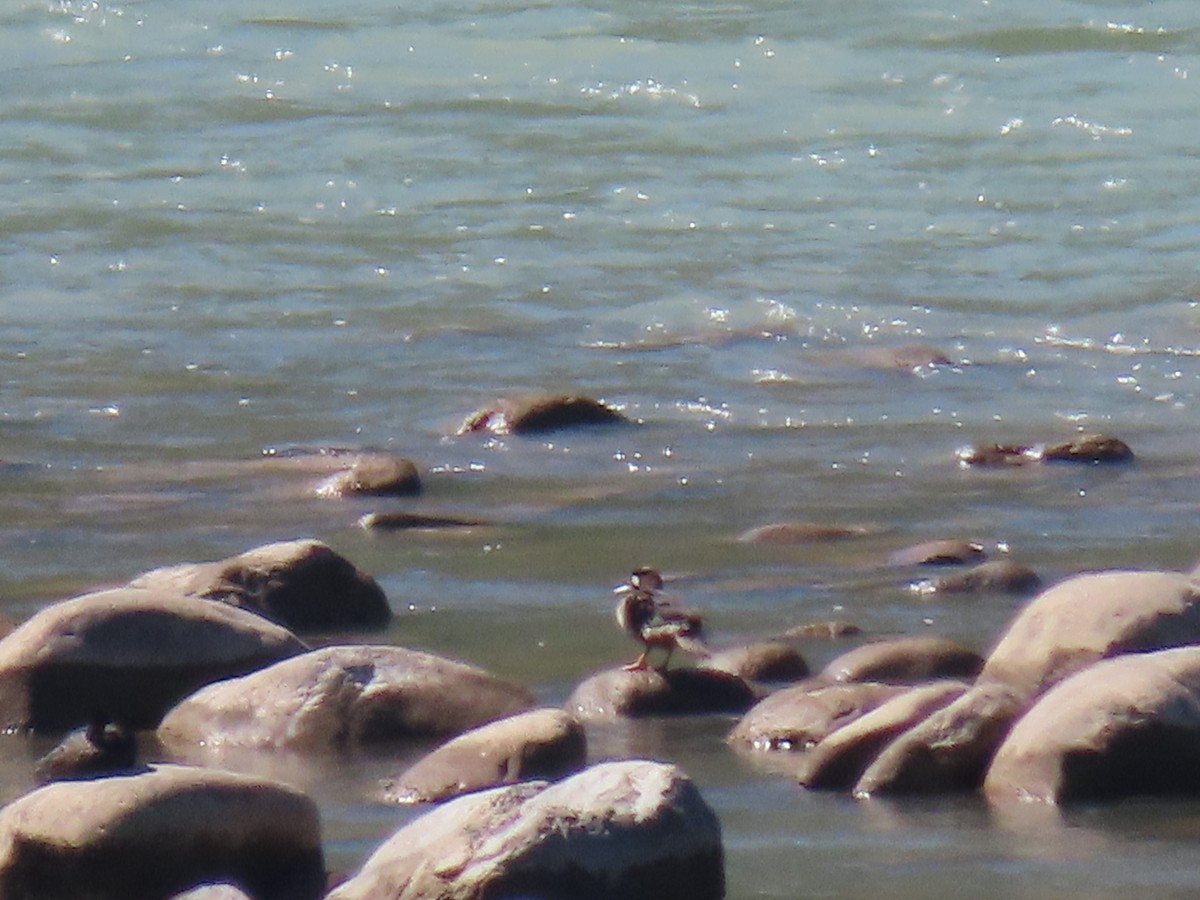 Spectacled Duck - ML482373231