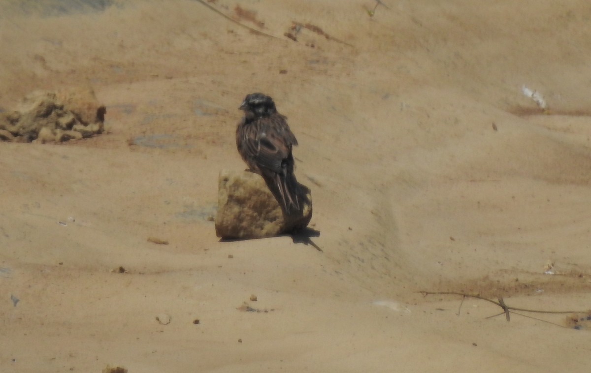 Rock Bunting - ML482373391