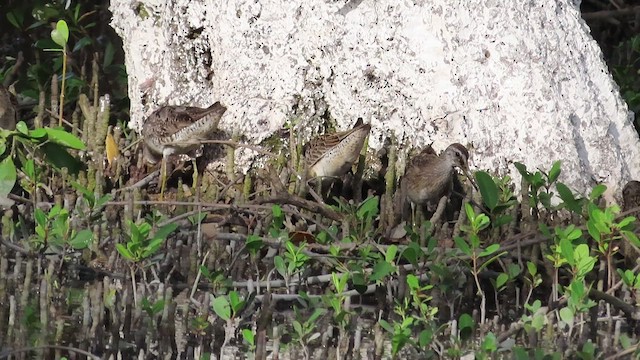 Short-billed Dowitcher - ML482373401