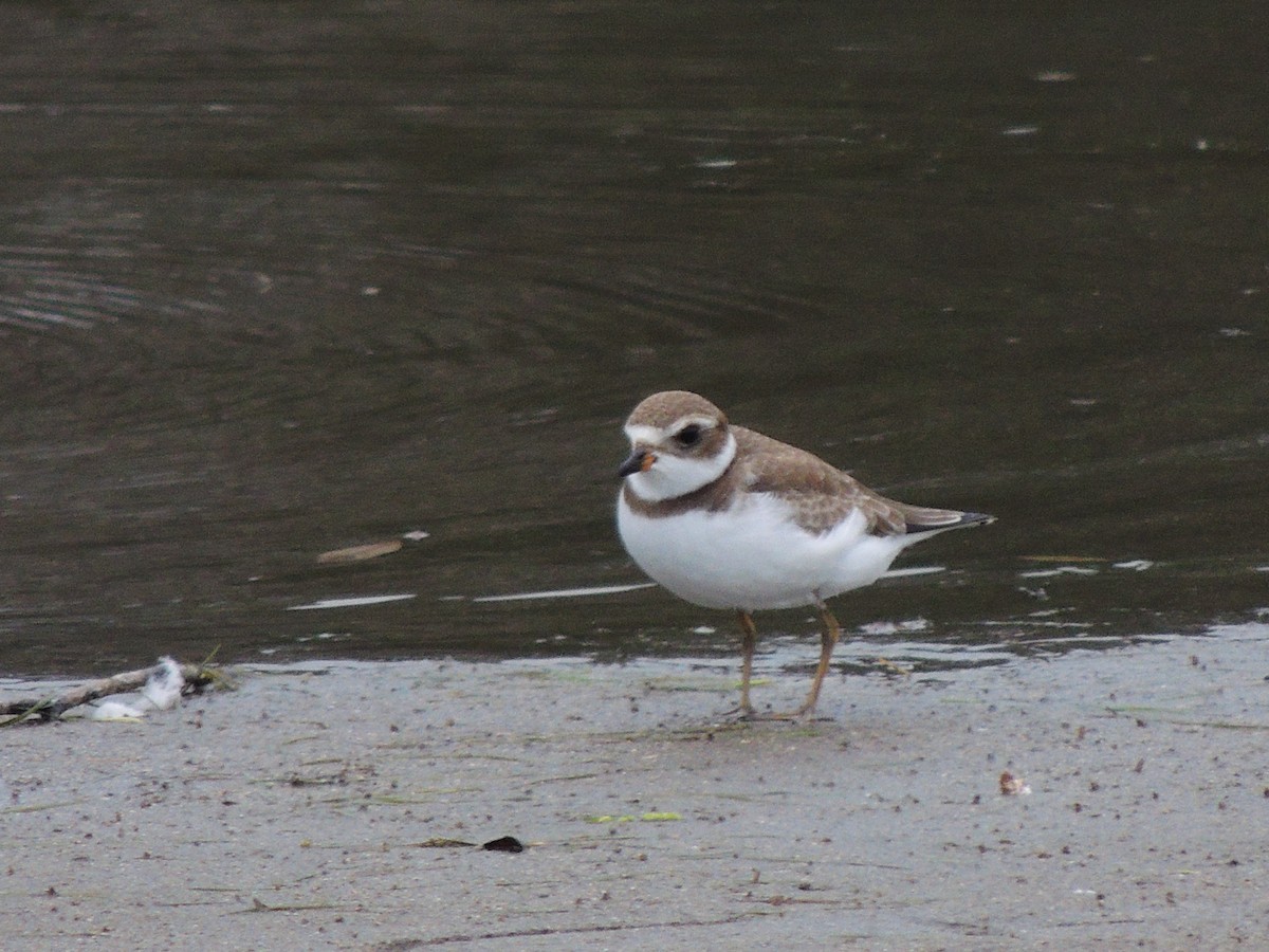 Semipalmated Plover - ML482373901