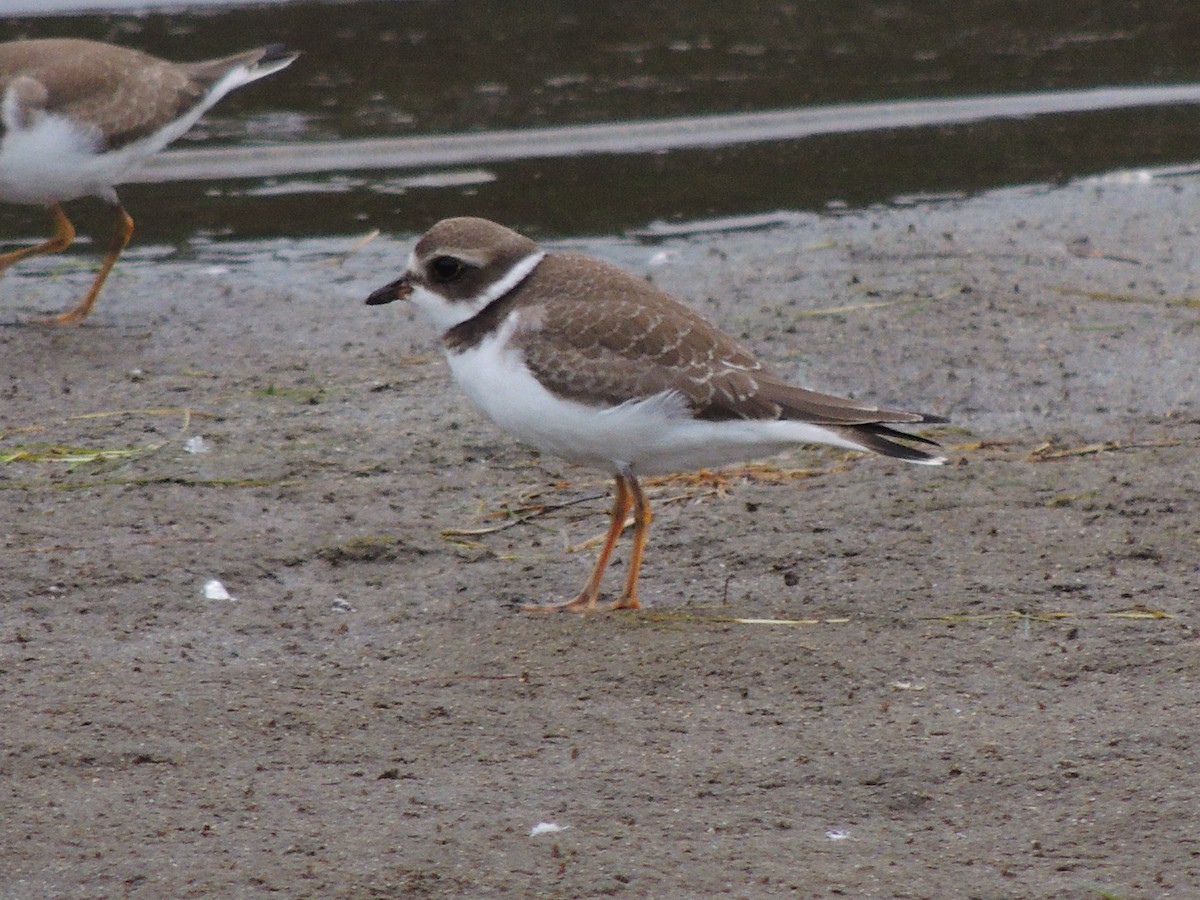 Semipalmated Plover - ML482373911