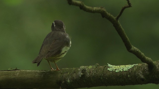 Louisiana Waterthrush - ML482374