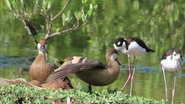 White-cheeked Pintail - ML482374031