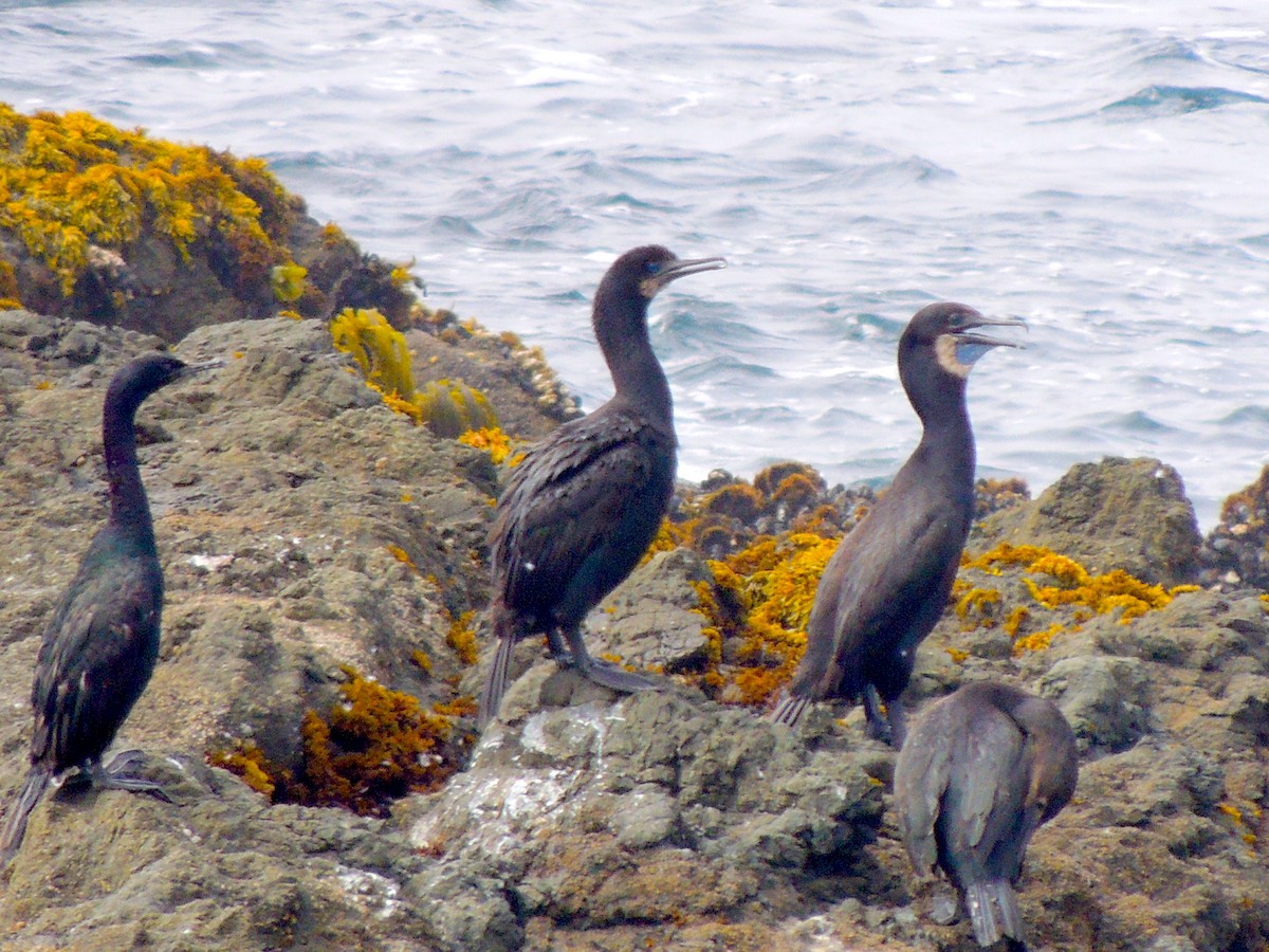 Brandt's Cormorant - Roger Lambert