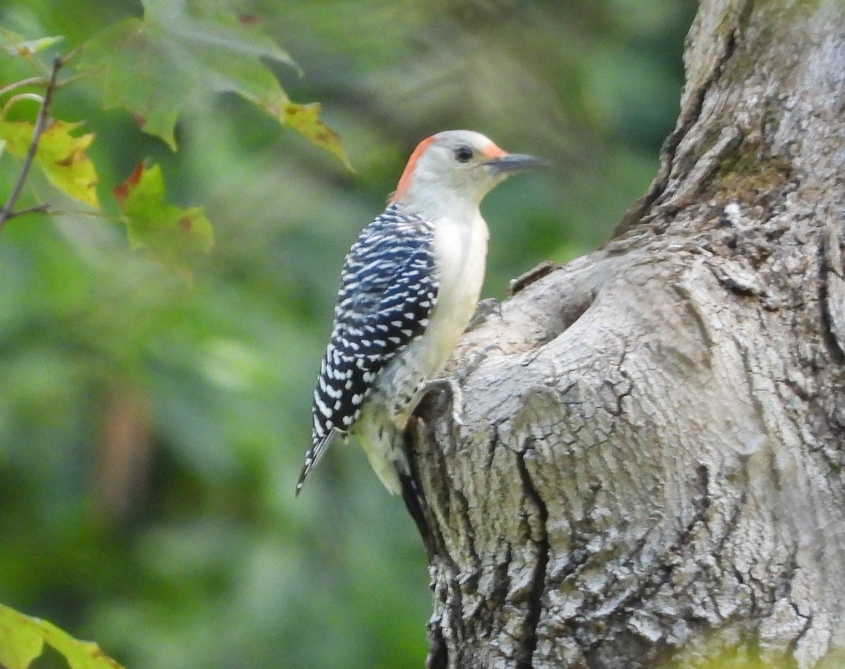 Red-bellied Woodpecker - ML482375591