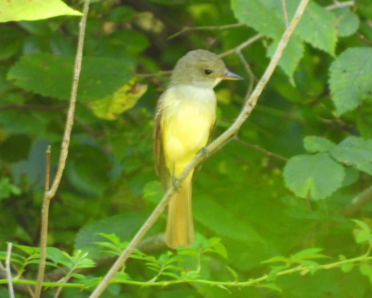 Great Crested Flycatcher - ML482375631