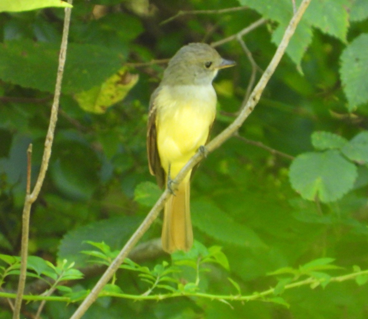 Great Crested Flycatcher - ML482375651
