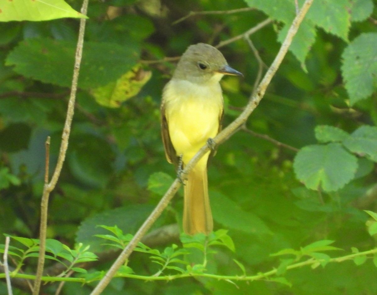 Great Crested Flycatcher - ML482375681