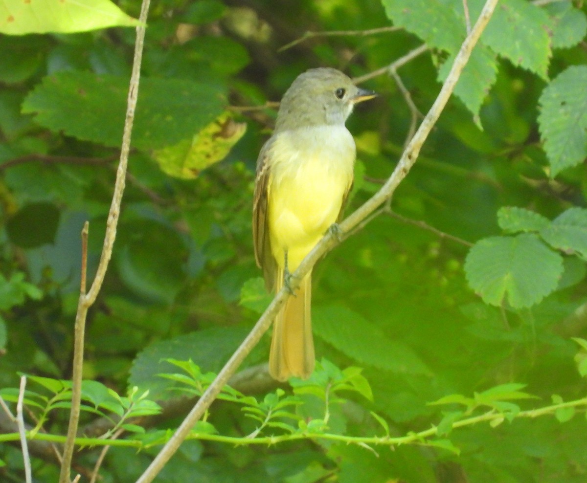 Great Crested Flycatcher - ML482375691
