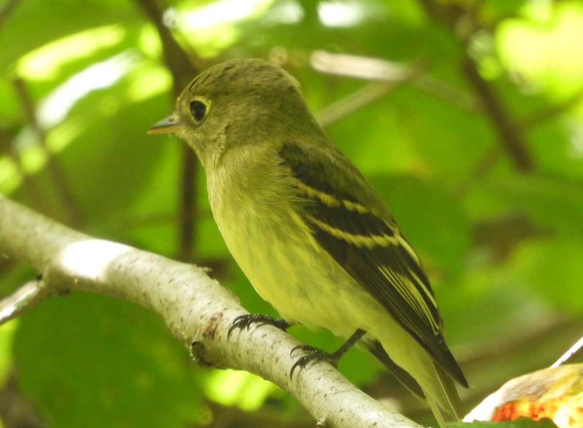 Yellow-bellied Flycatcher - ML482375771