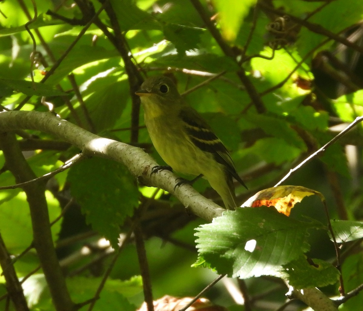 Yellow-bellied Flycatcher - ML482375791