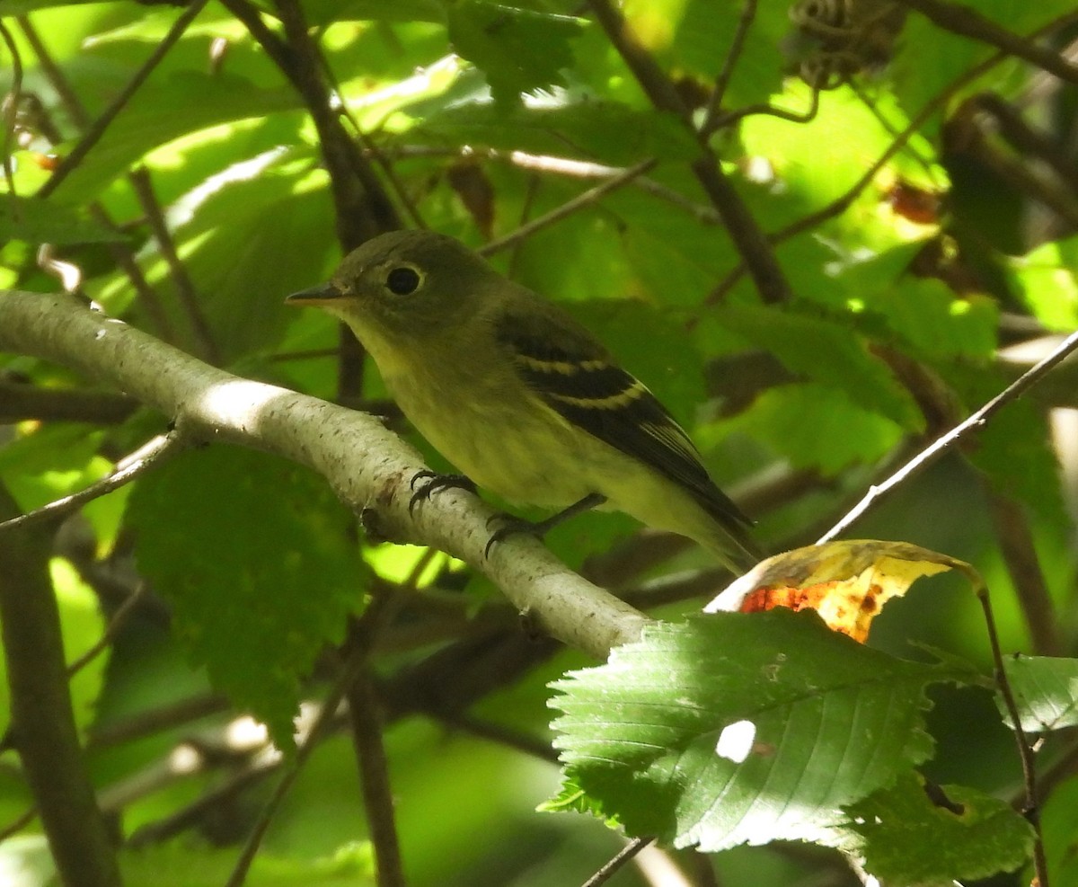 Yellow-bellied Flycatcher - ML482375811