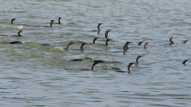 Cormorán Biguá - ML482375921