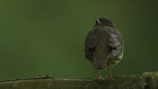 Louisiana Waterthrush - ML482376