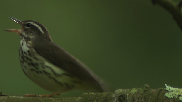 Louisiana Waterthrush - ML482377