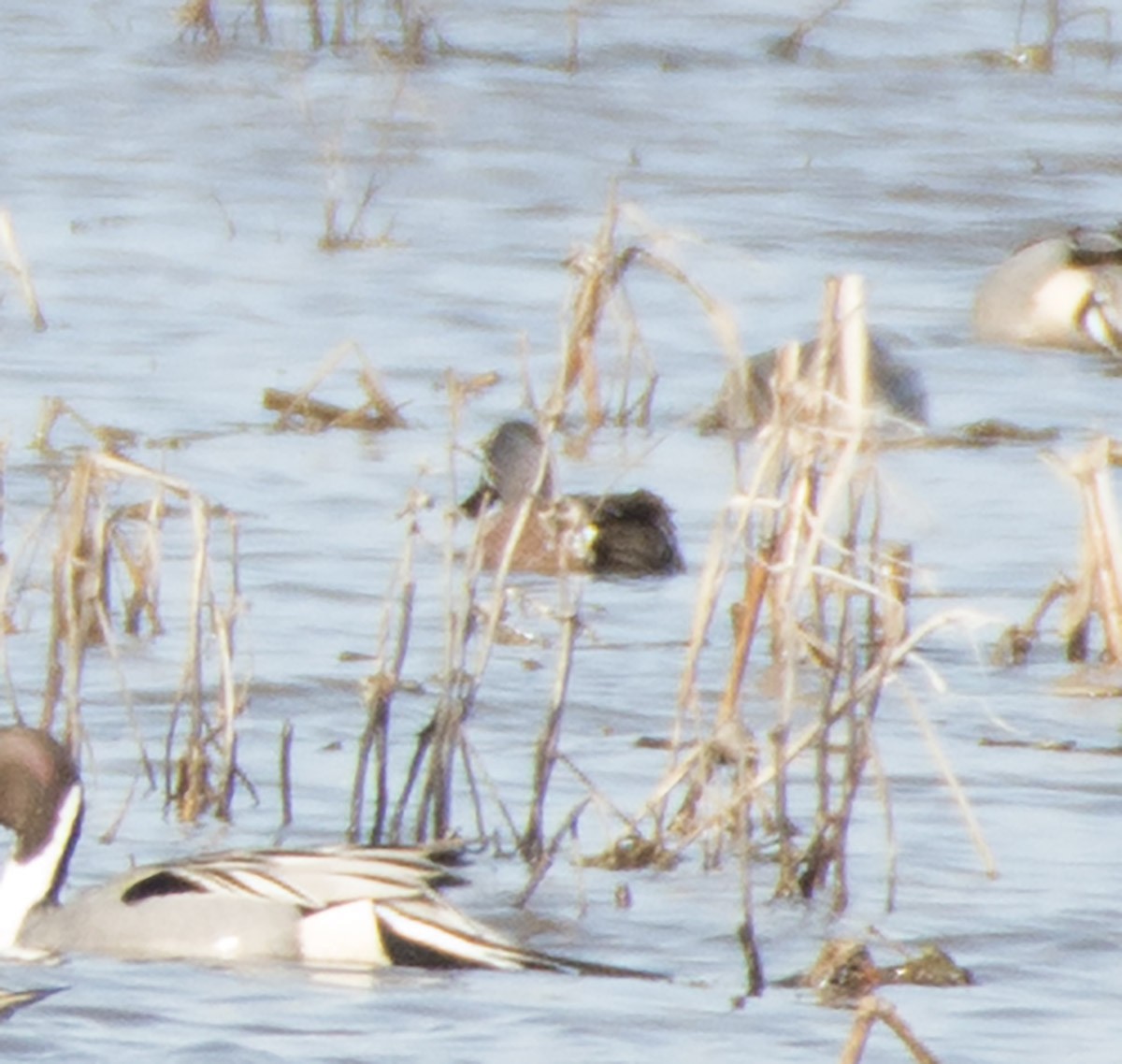 Blue-winged Teal - ML48237781