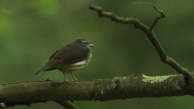 Louisiana Waterthrush - ML482378