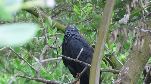 Common Black Hawk - ML482378671