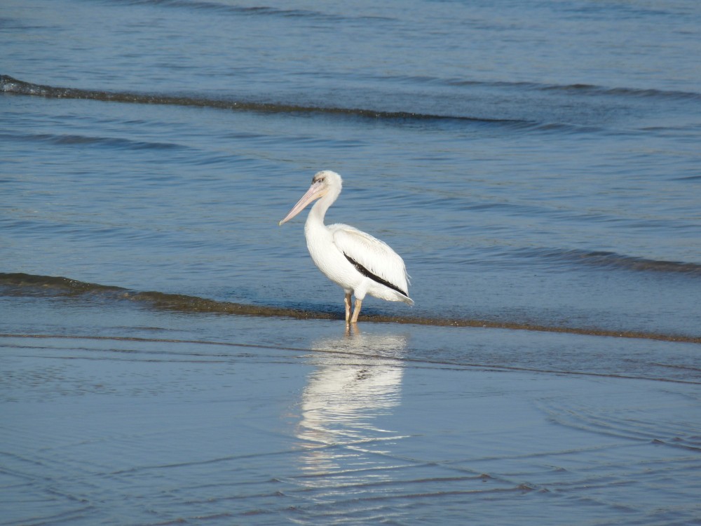 American White Pelican - ML482379291