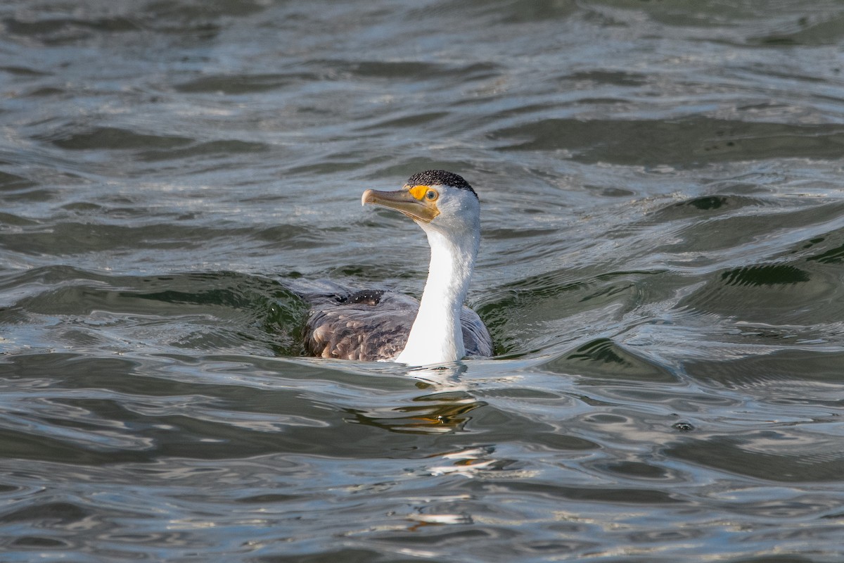 Pied Cormorant - Van Pierszalowski