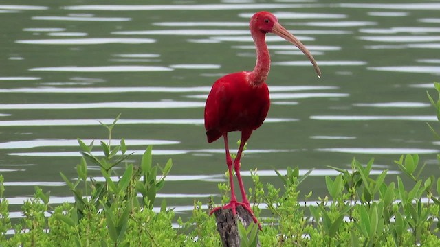 ibis rudý - ML482379551