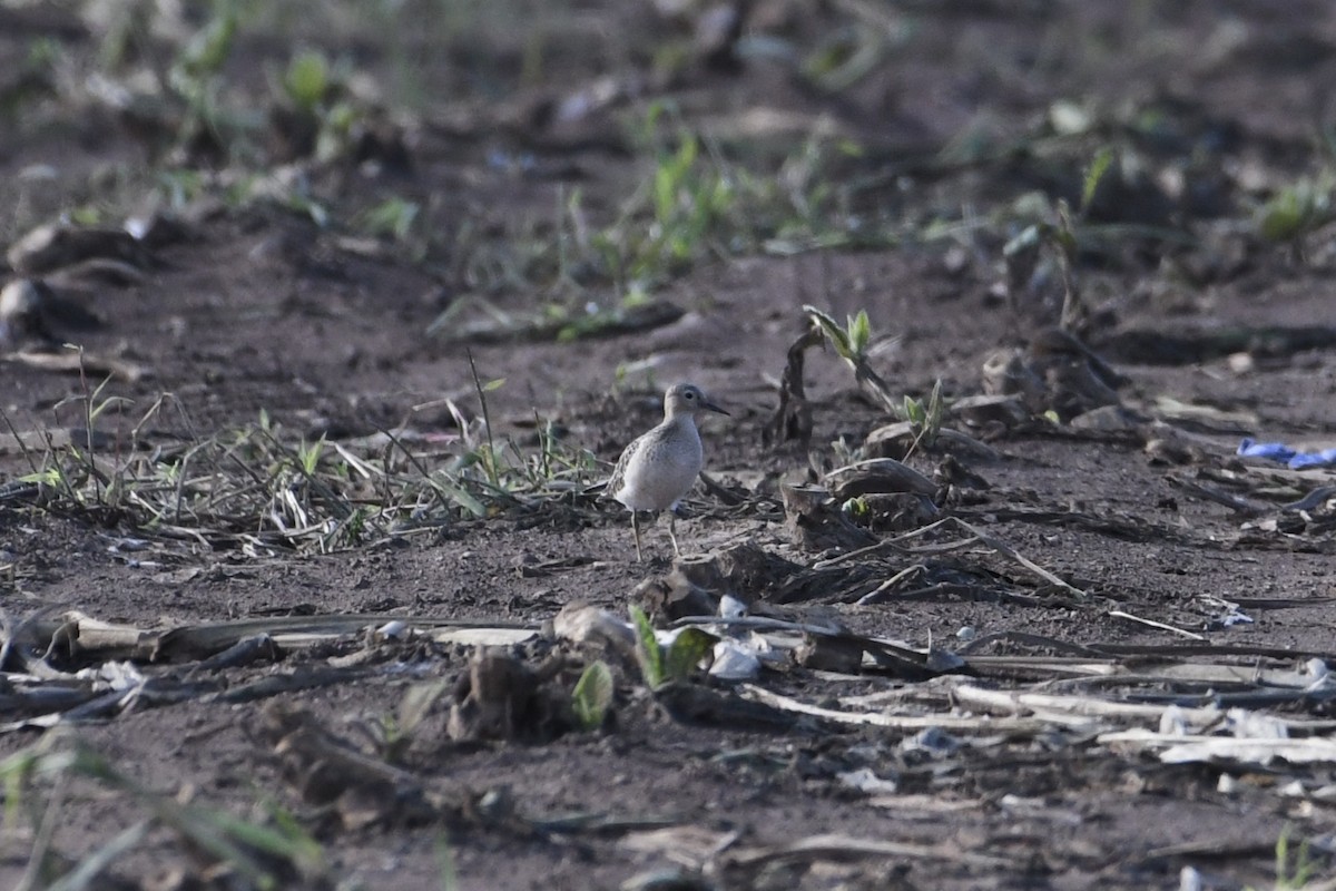 Buff-breasted Sandpiper - ML482379701