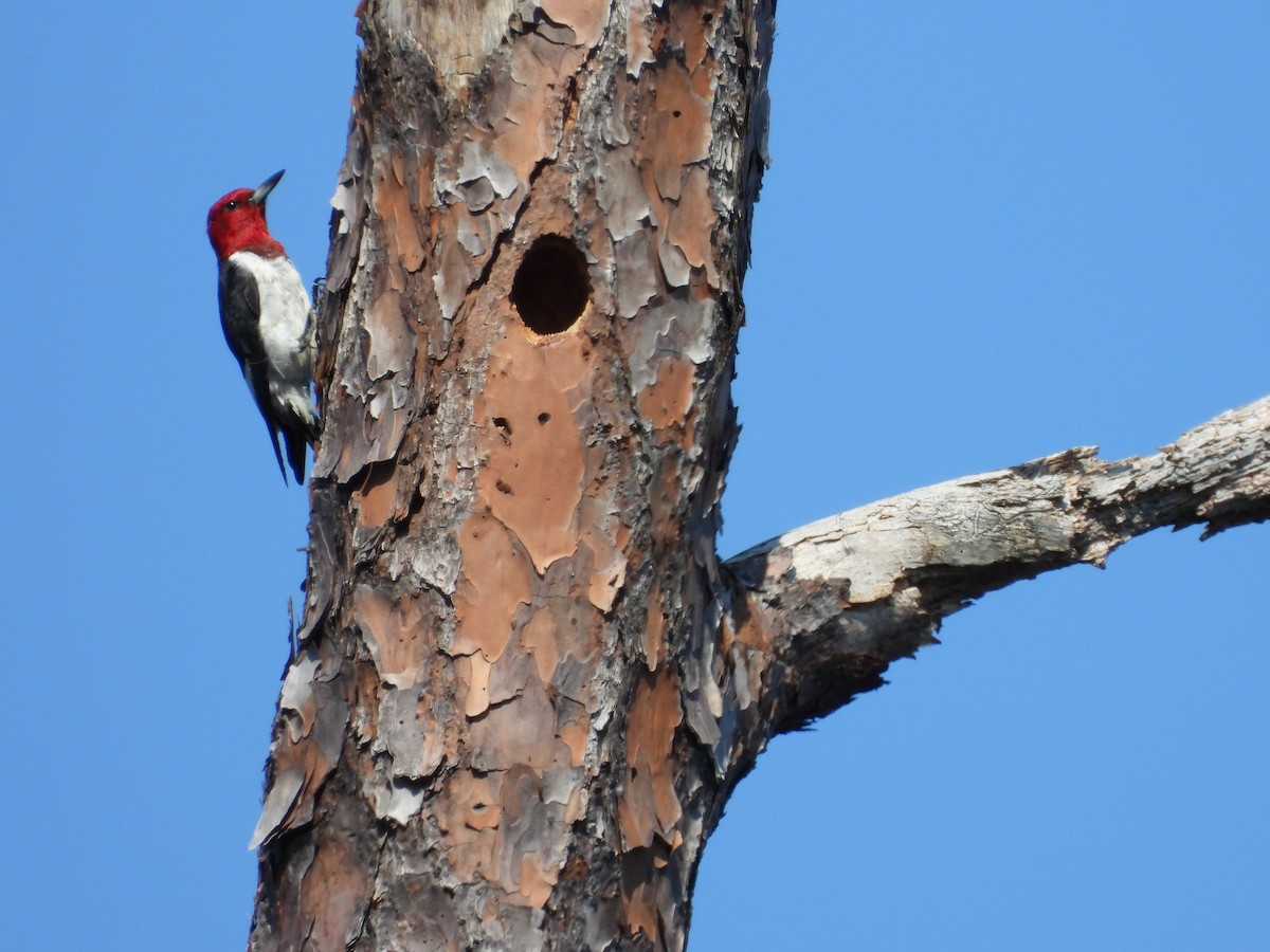 Red-headed Woodpecker - ML482380161