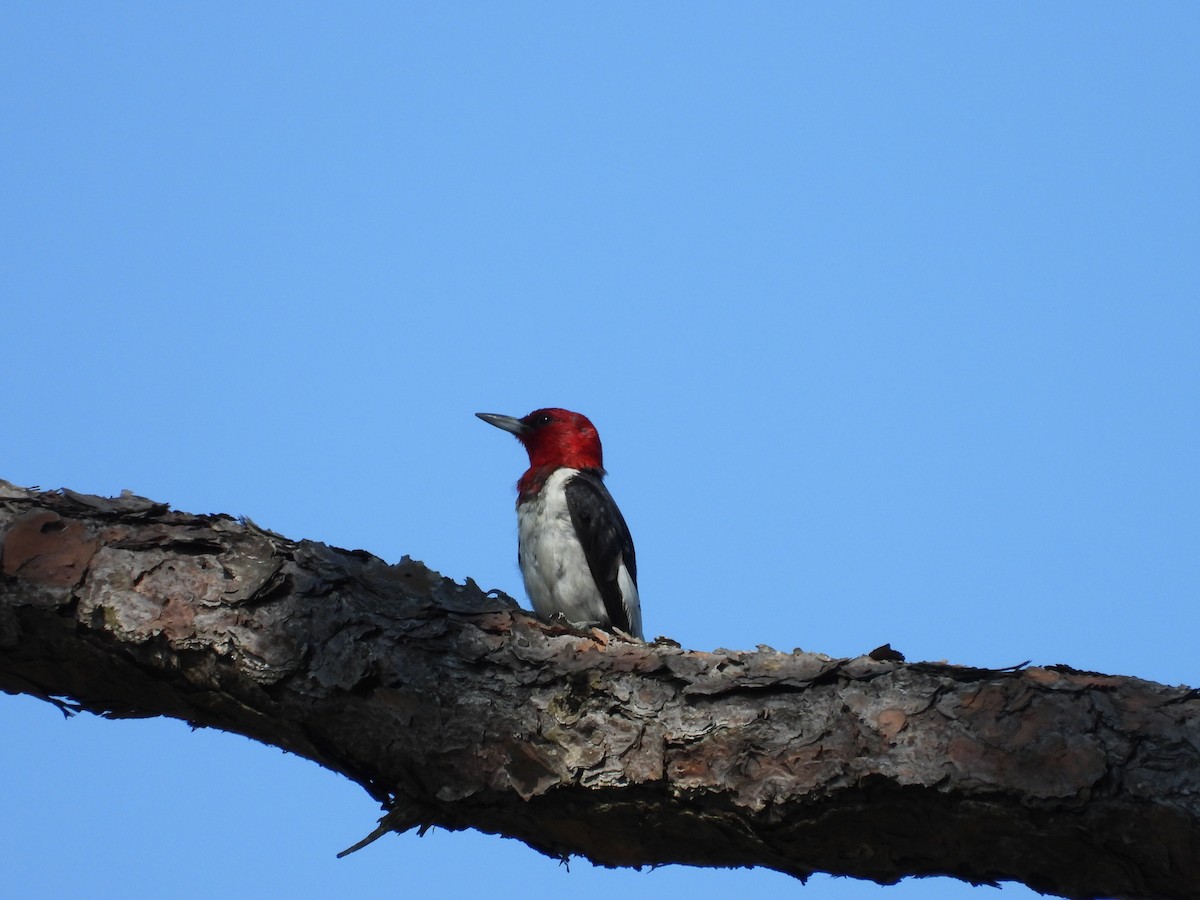 Red-headed Woodpecker - ML482380171