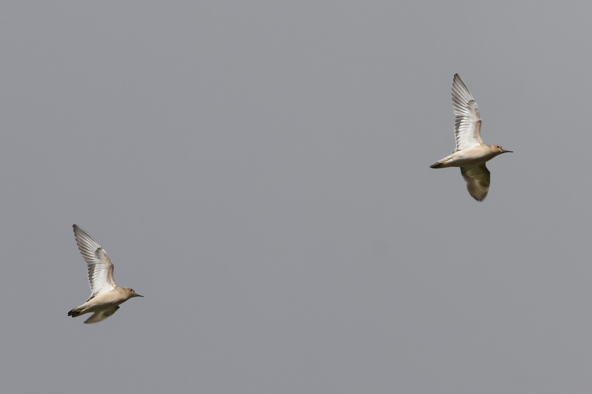 Buff-breasted Sandpiper - ML482380221