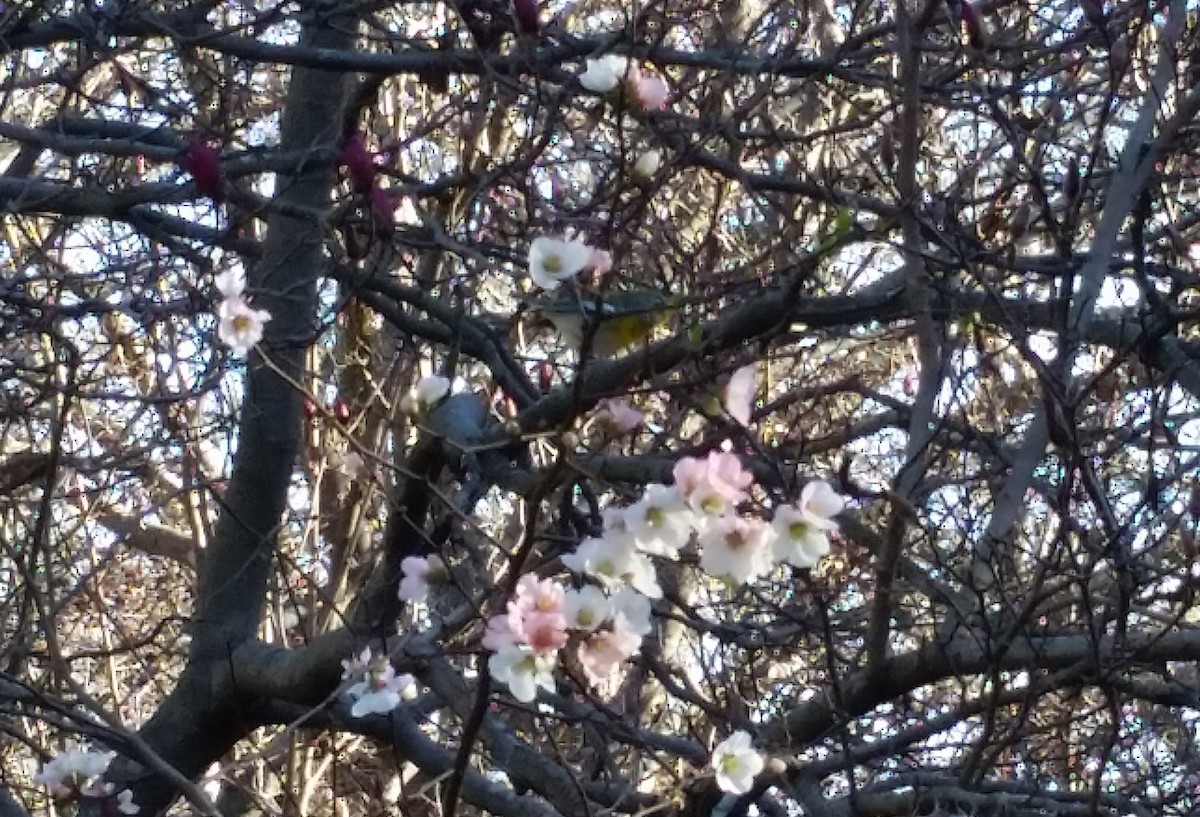 Northern Parula - ML48238041