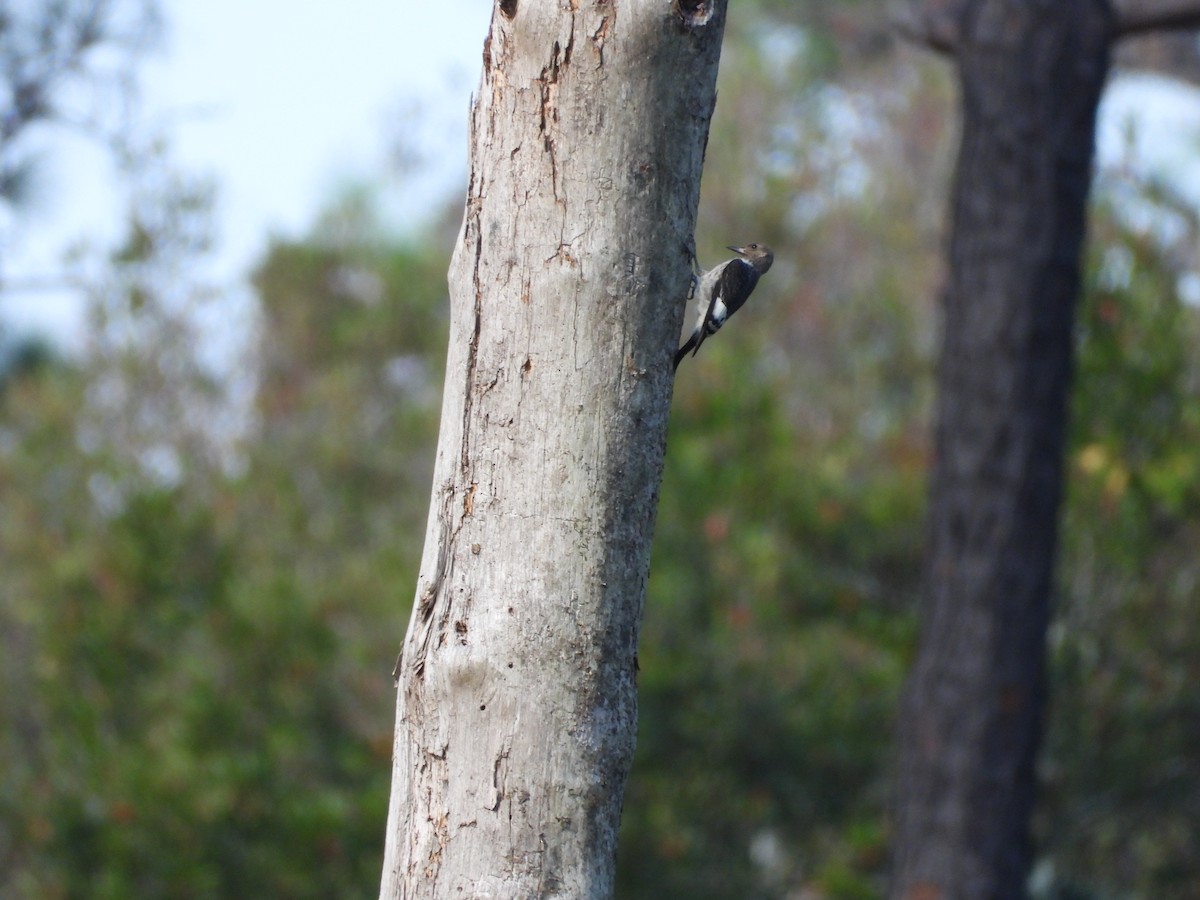 Red-headed Woodpecker - ML482380441