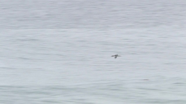 Pacific Loon - ML482381