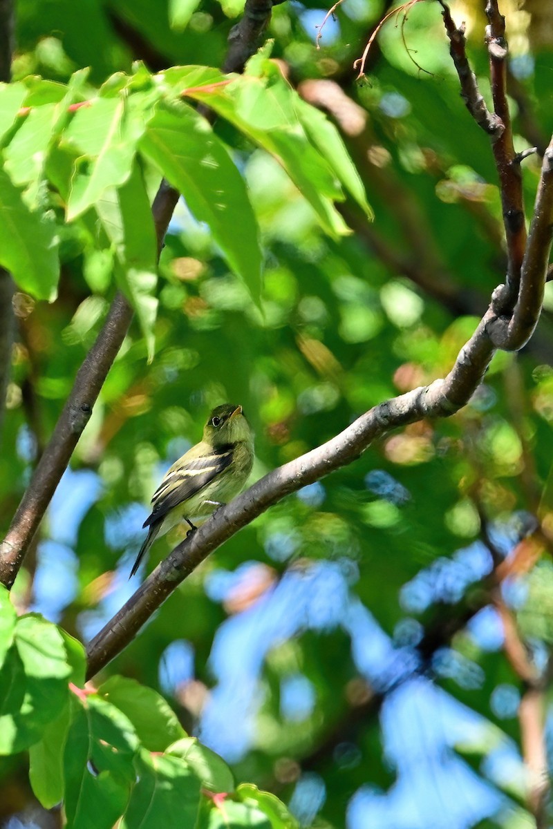 Yellow-bellied Flycatcher - ML482382041