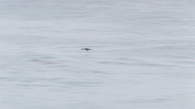 Pacific Loon - ML482383