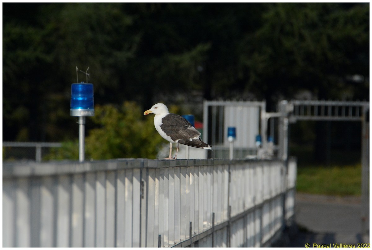 Great Black-backed Gull - ML482383631