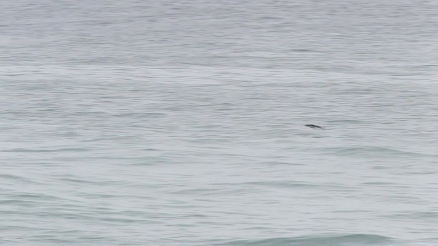 Pacific Loon - ML482384