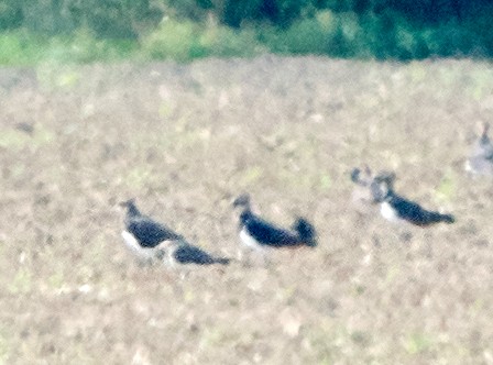 Black-winged Pratincole - ML482384161