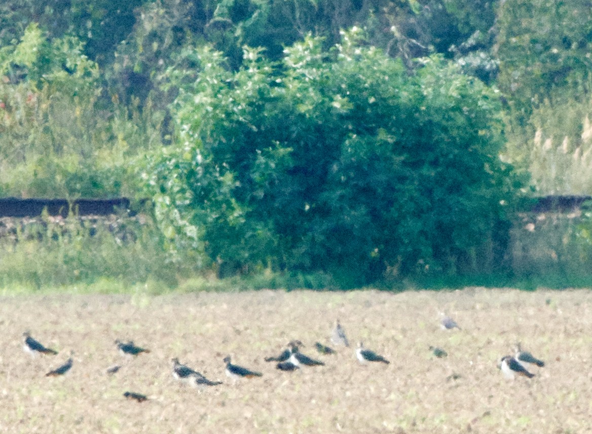 Black-winged Pratincole - ML482384171