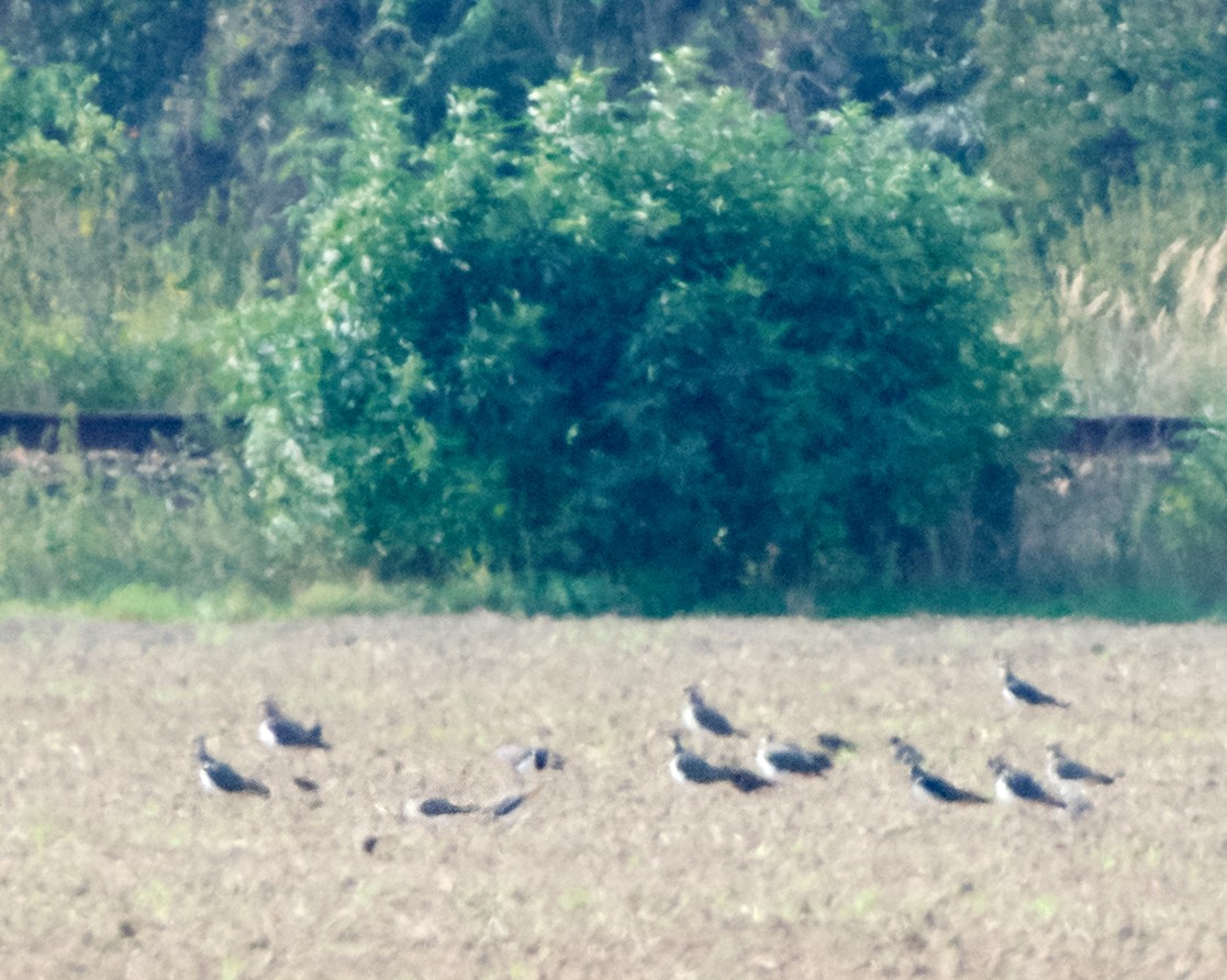 Black-winged Pratincole - ML482384181