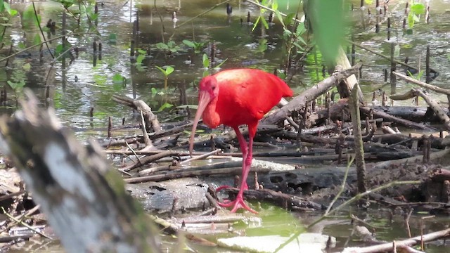 Scarlet Ibis - ML482384371