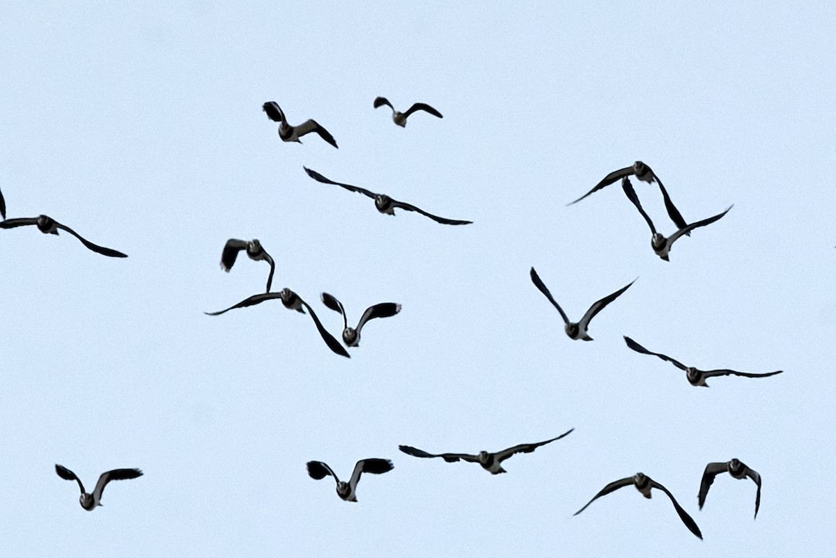 Black-winged Pratincole - ML482386291