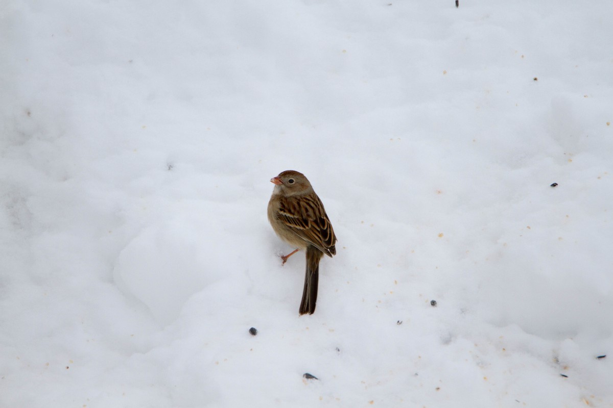 Field Sparrow - ML48238681