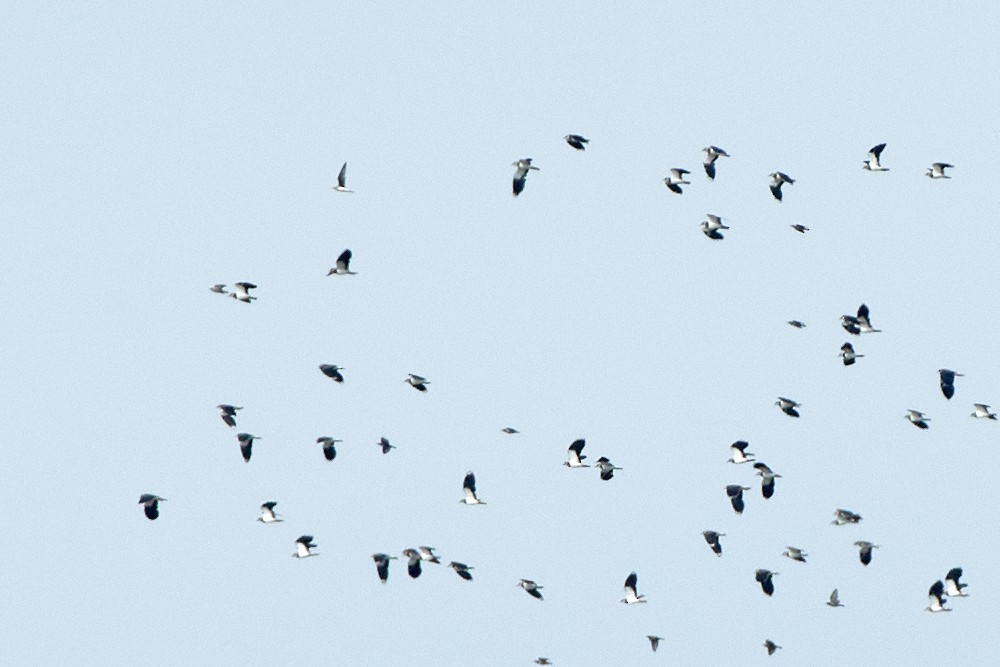 Black-winged Pratincole - ML482387801